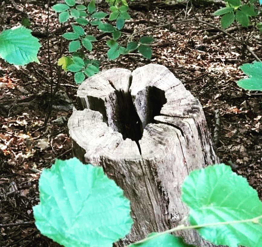 STORY WALK INDIVIDUAL - DISCOVER YOUR NATURAL ENERGY - Afbeelding 3